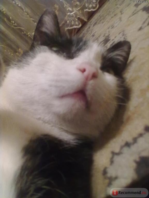 Почему когда спишь изо рта текут слюни. Спящий кот со слюнями. Кот пускает слюни.