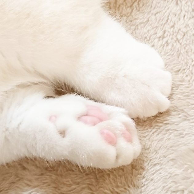 Лапки белые у лесного. Лапа кошки. Кошачья лапка. Белые кошачьи лапки. Кот с белыми лапками.