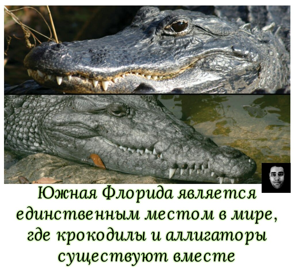 Отличие крокодила от аллигатора фото