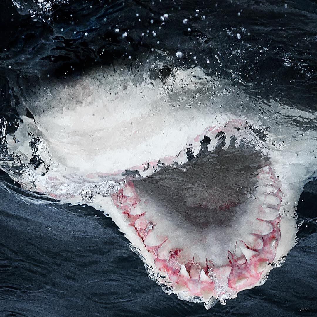 Страшная акула в мире. Акула МЕГАЛОДОН. Гигантская акула МЕГАЛОДОН. МЕГАЛОДОН 2002. Марианский жёлоб МЕГАЛОДОН.