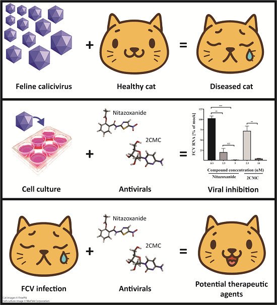 Схемы лечения кошек. Панлейкопения кошек этиология. Патогенез панлейкопении кошек. Панлейкопения кошек пути заражения.