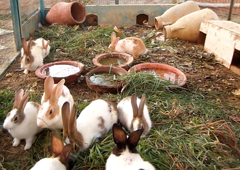 Кролики живут на улице. Кролики в домашних хозяйствах. Сарай для кроликов. Домашних кроликов. Выращивать кроликов.