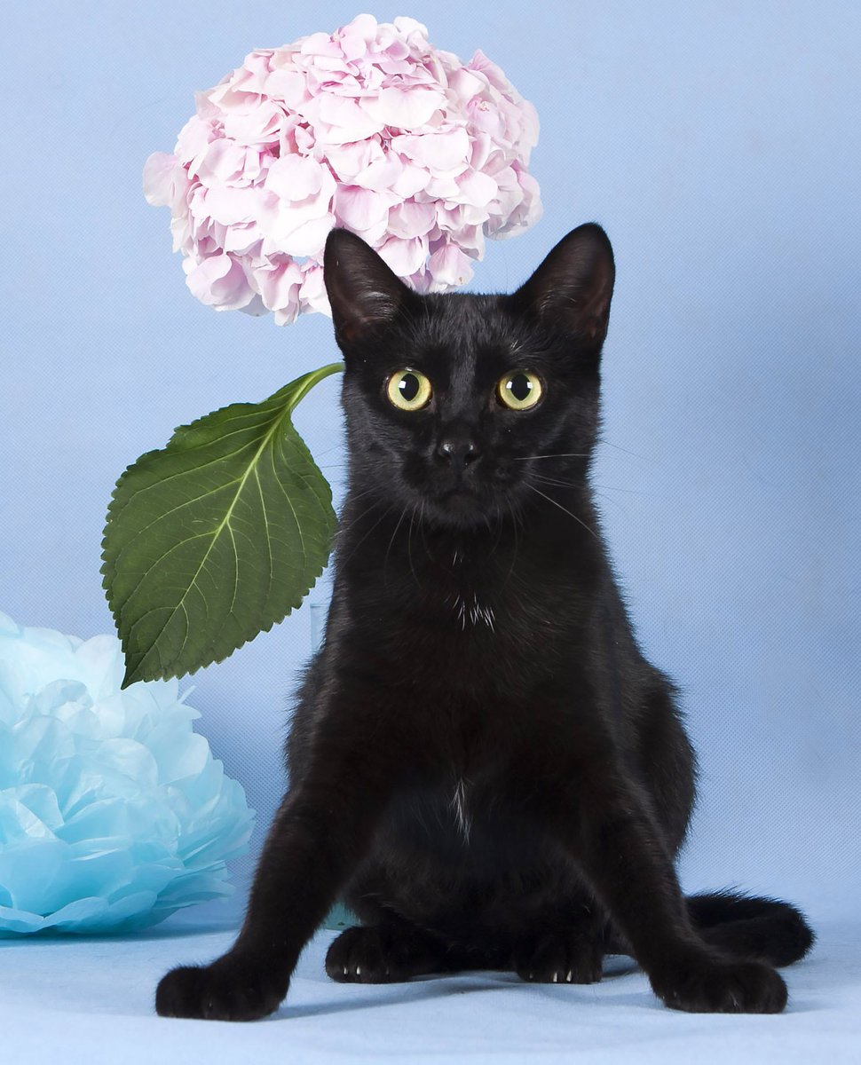 Черная кошка россия. Черная кошка. Черный котенок. Кошечка черная. Русская черная кошка.