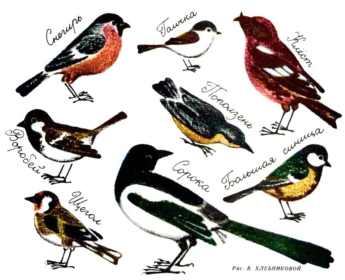 птицы картинки имена