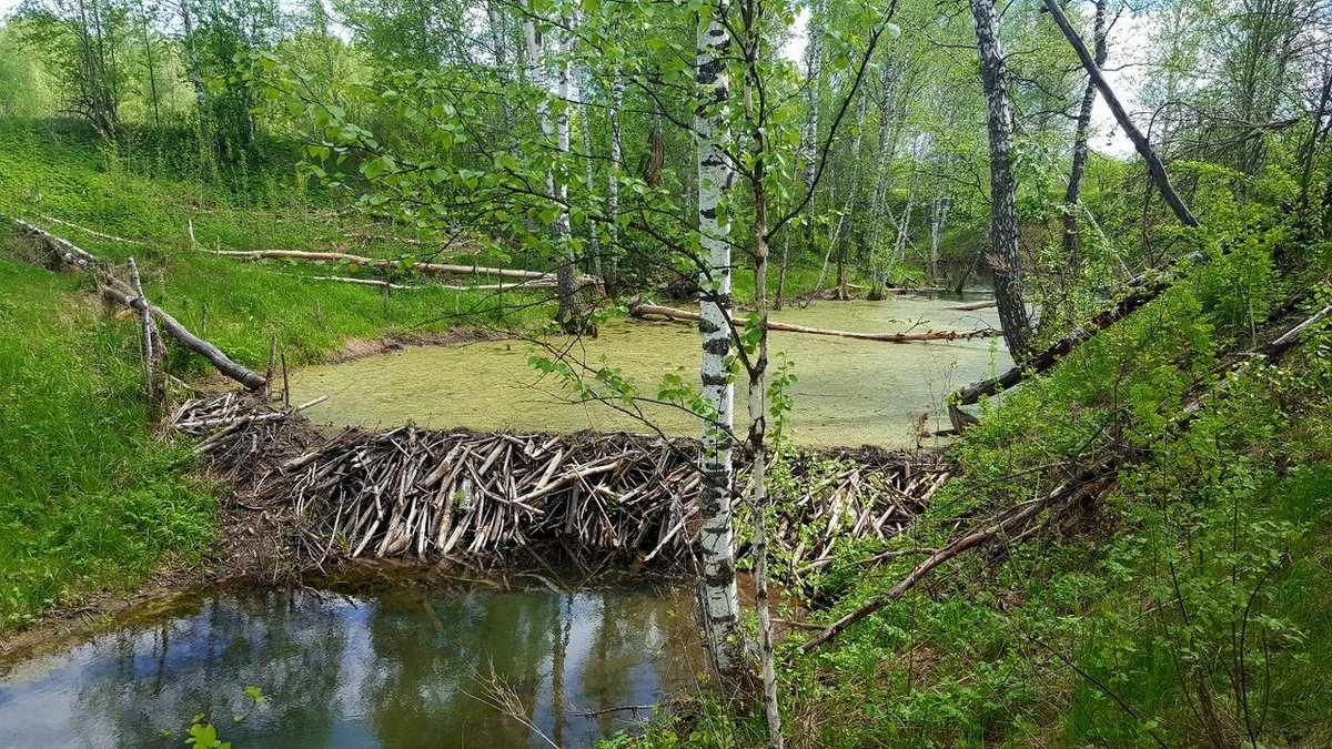 Плотина бобров фото на реке