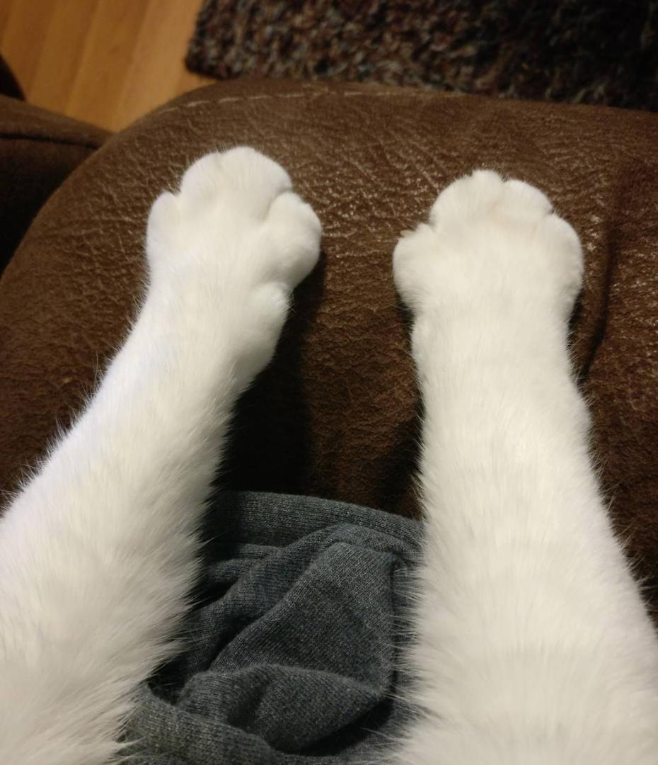 Ножки котика