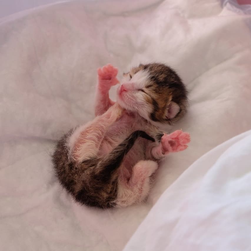 К чему снятся рождающиеся котята. Новорожденные котята. Новорожденный котенок. Маленькие котята Новорожденные.