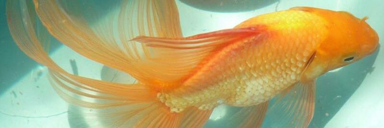 Золотая рыбка лечение. Карп кои вуалехвост. Золотая рыбка вуалехвост. Вуалехвост желтый. Оранжевая рыбка вуалехвост.