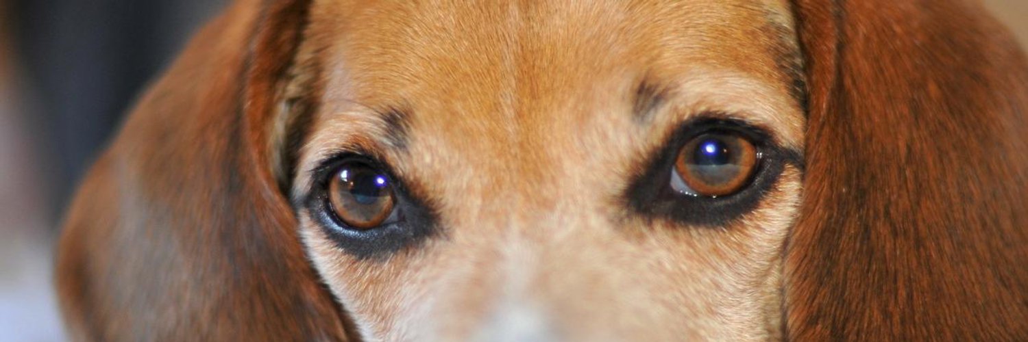 У собаки разные зрачки. Шпиц+хаски гетерохромия. Цвет глаз у собак 2 а. У собаки разные зрачки. У собаки разные зрачки.