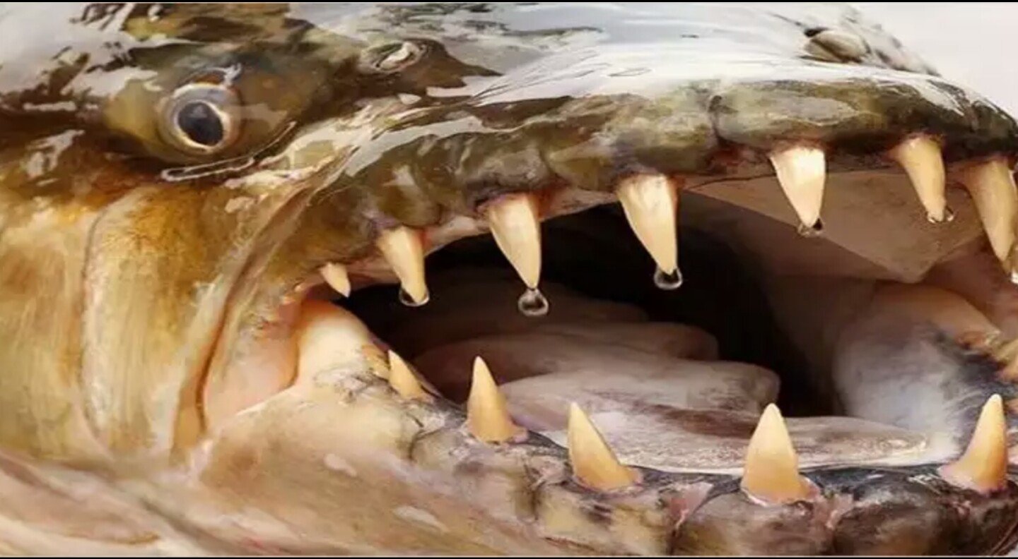 щука фото зубов