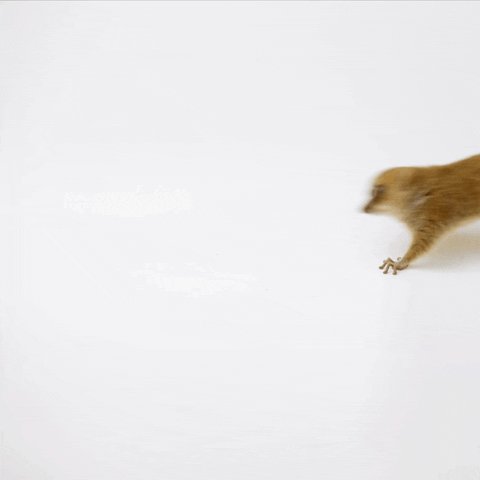 Видео где бегает мышка. Мышь бегает по экрану. Бегущие мыши по экрану. Крысы бегают по экрану. Гифка мышь бегает по экрану.