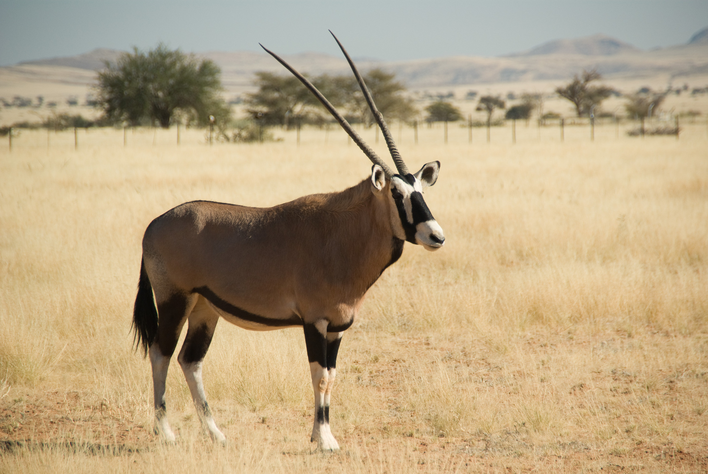 Саблерогая антилопа из африки