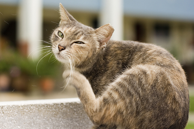 how to tell if your cat has fleas