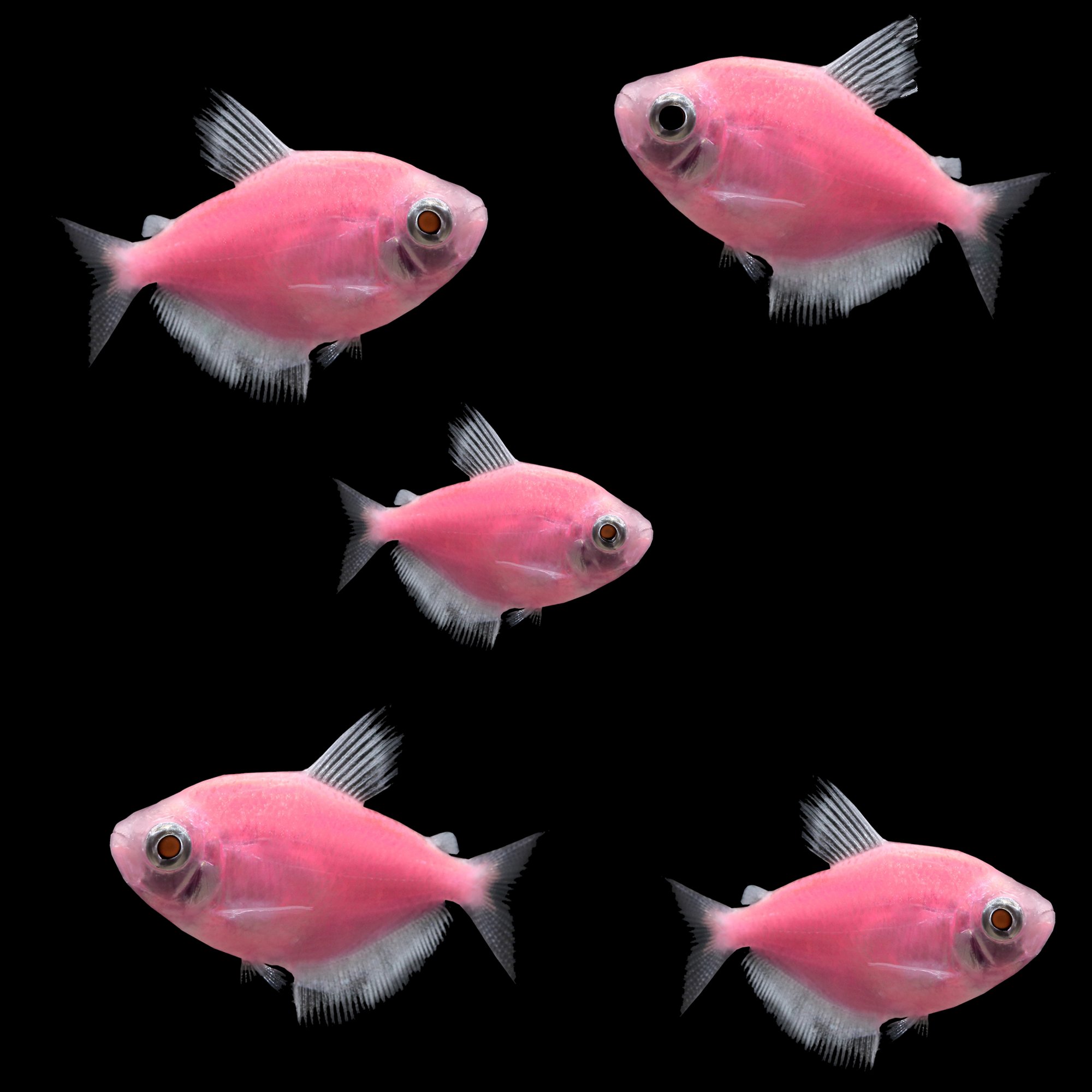 тернеция рыбка глофиш. рыбки для аквариума тернеция. тернеция ассорти аквариумная рыбка. тернеция глофиш. аквариумные рыбки тернеция карамелька.