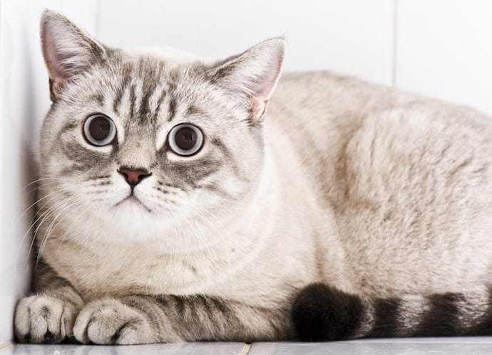 Gray Depressed Cat British shorthair