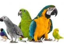 Different Breeds of Parrots