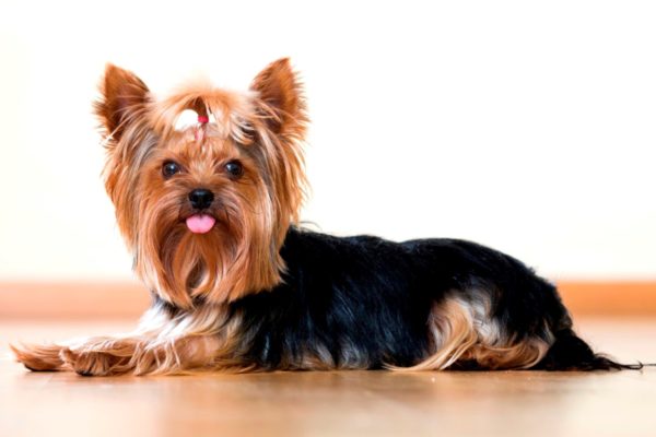 Среди собачьих пород наиболее подвержены хейлетиозу пуделя, болонки и йоркширские терьеры