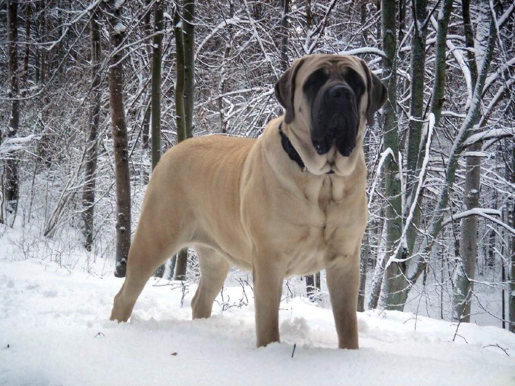 Английский мастиф - одна из крупнейших бойцовских собак