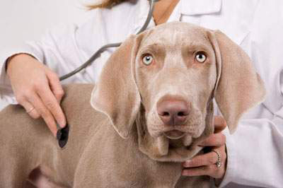 Периодический осмотр у ветеринара защитит пса от перехода дисплазии в тяжелую стадию