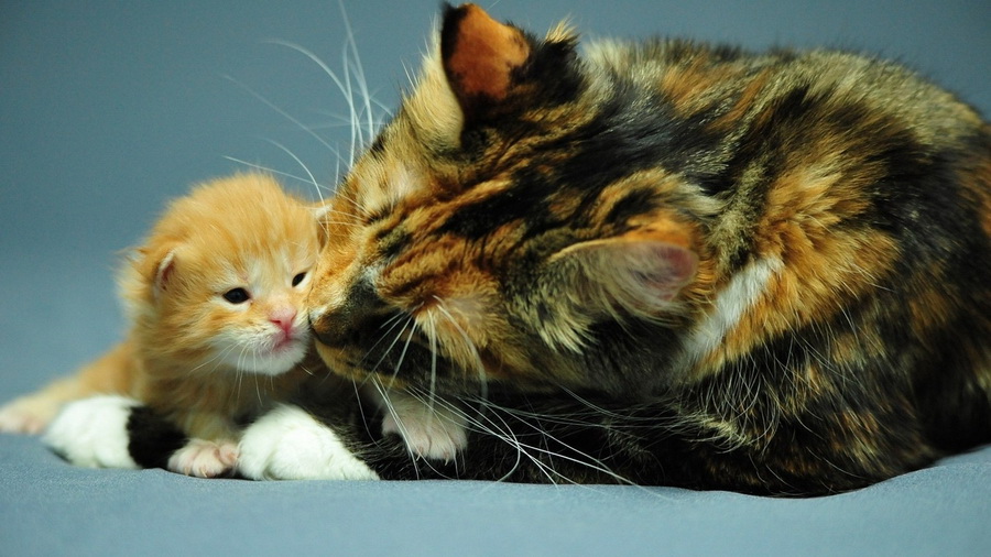 Кошачья материнская любовь