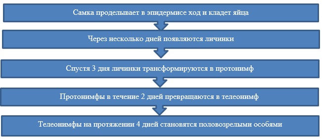 Особенности формирования