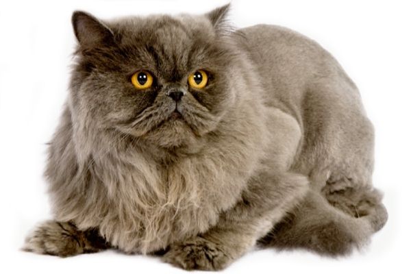 Персидская дымчатая кошка