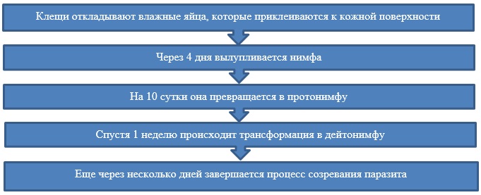 Формирование паразита 