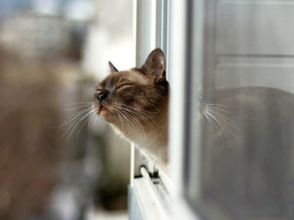Нос кошки во много раз чувствительнее, чем у человека