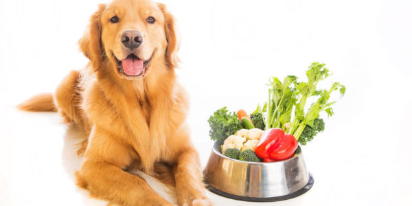 Несмотря на приведенные факты и отсутствие многокамерного желудка, в небольших количествах овощи собакам необходимы