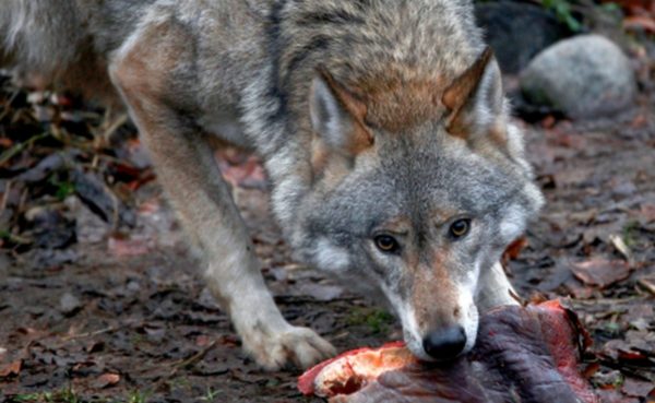 Основа волчьего рациона — мясо
