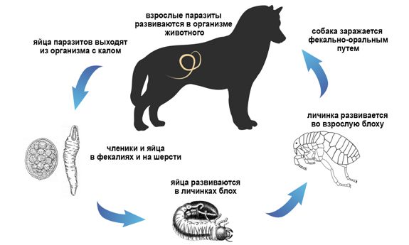 Как глисты могут попадать в организм собаки 