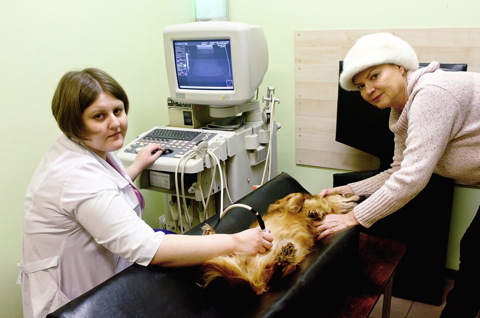 Ультразвуковая диагностика брюшной полости у собаки