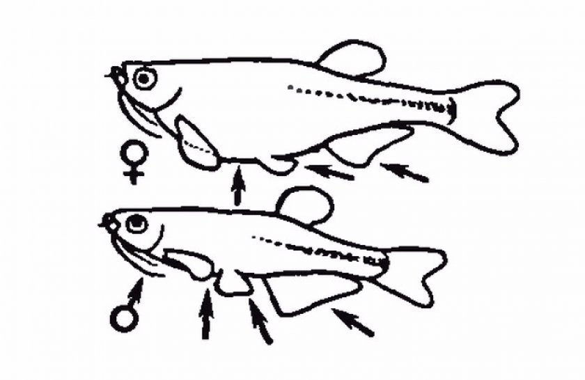 Как отличить самца. Данио самцы и самки различие. Данио различие самки от самца. Данио отличие самца от самки. Данио рыбки самец и самка.