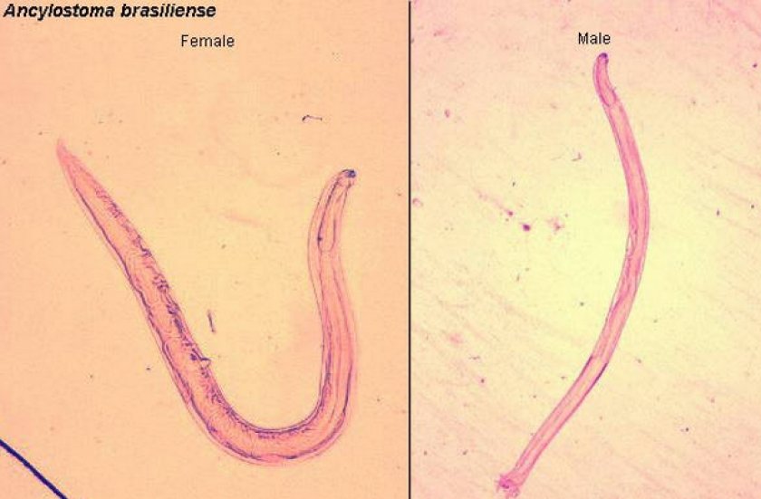 Ancylostoma braziliense