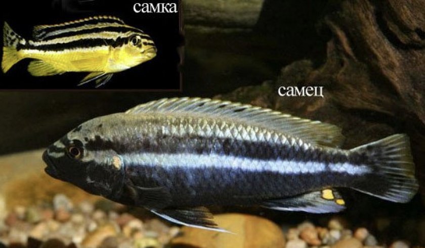 Самка и самец