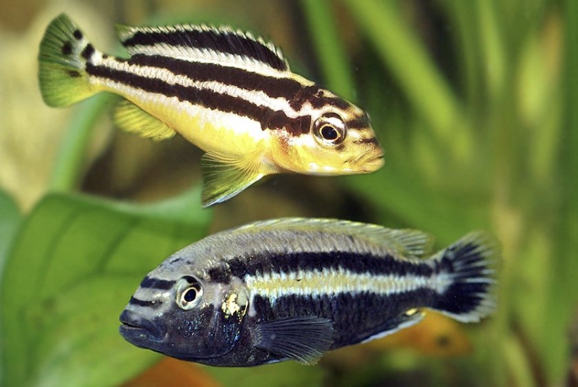 Меланохромис ауратус