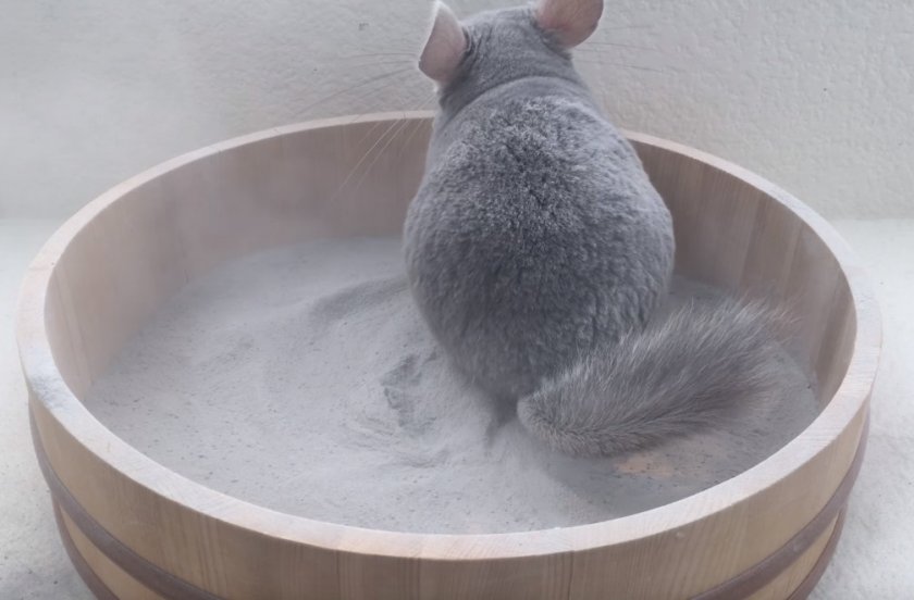 Песок для шиншилл. Шиншилла моется. Шиншилла моется в песке. Шиншилла купается в песке. Шиншилла купается в песочке.