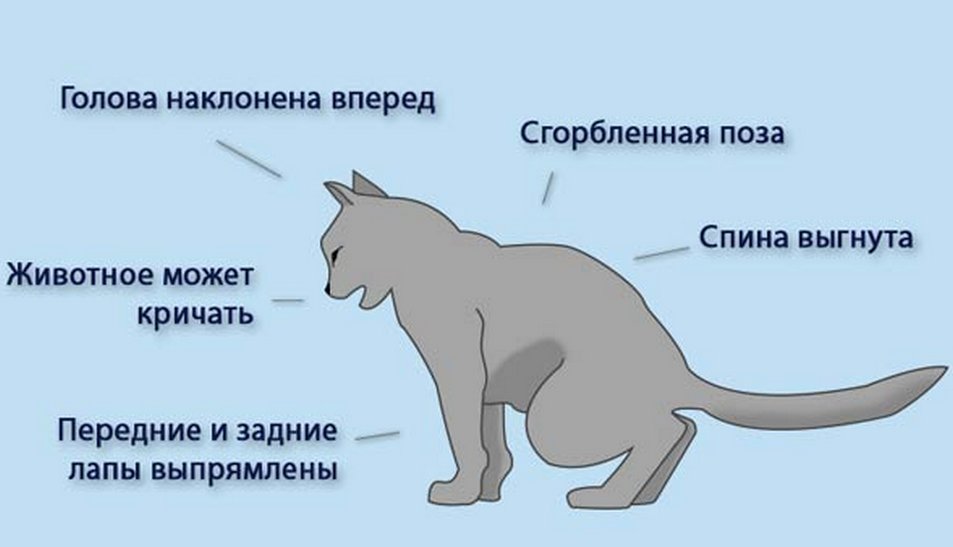 Рефлексы котов. Мочекаменная болезнь мкб у кота. Мочекаменная болезнь у кота симптомы. Мочекаменная болезнь у котов симптомы. Поза кота при мочекаменной болезни.