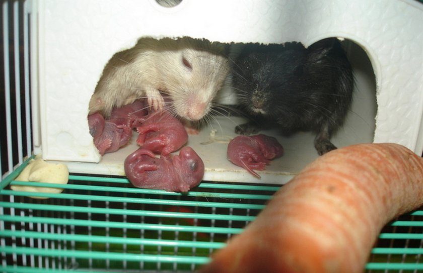 Хомяки после родов. Крыса Песчанка. Клетка для мышей.