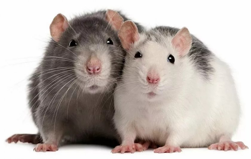 Спаривание мышей Спаривание мышей