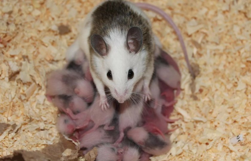 Уход за новорождёнными мышатами Уход за новорождёнными мышатами