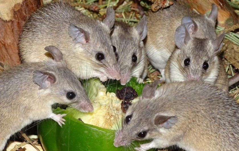 Группа иглистых мышей