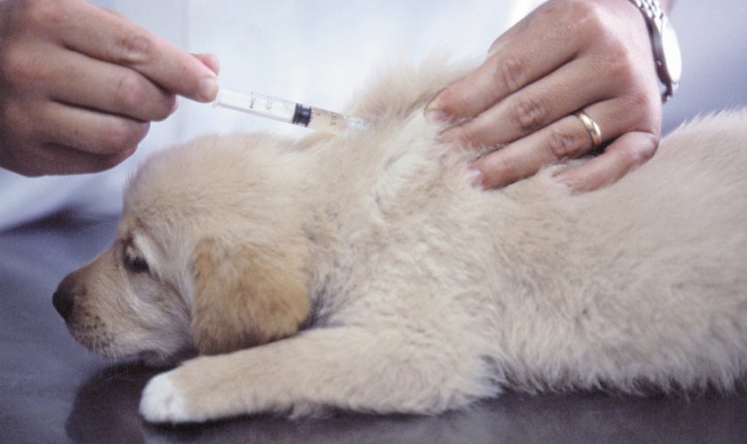 Прививка собаки в домашних условиях