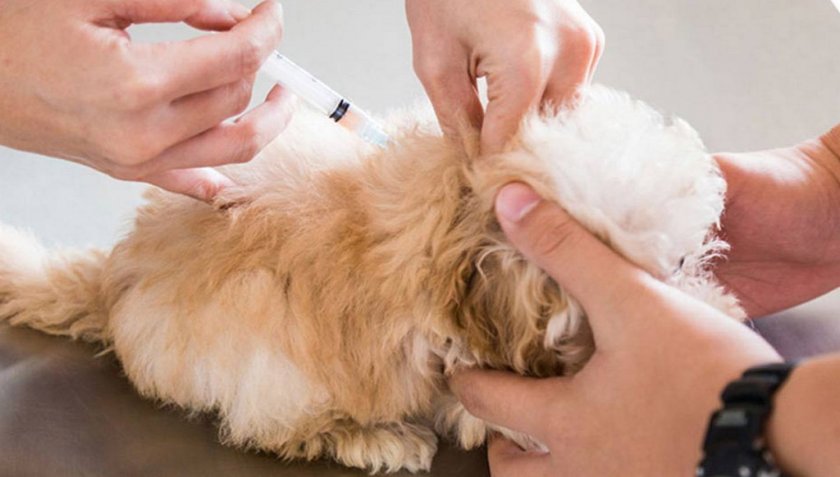 Вакцинация щенка в домашних условиях