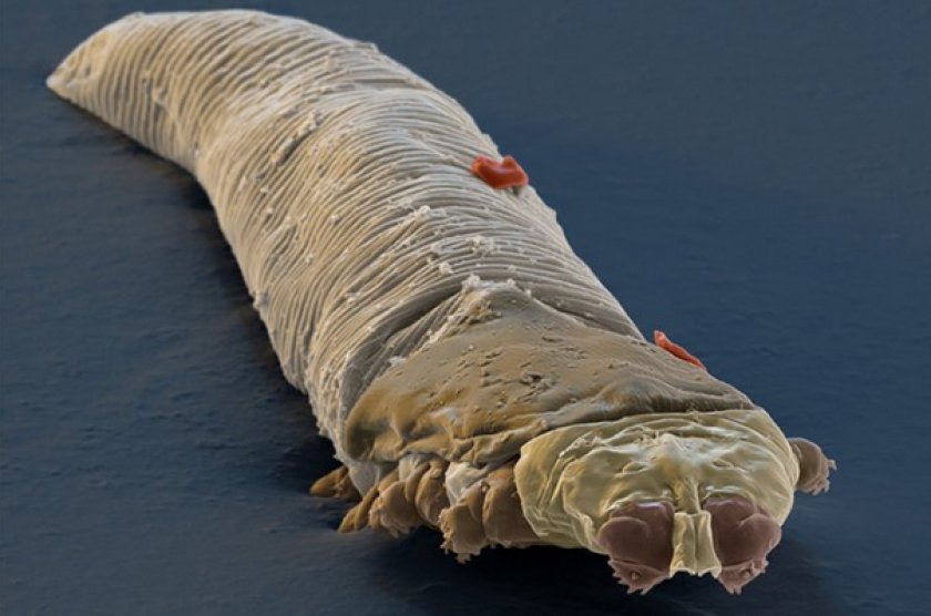 Demodex canis