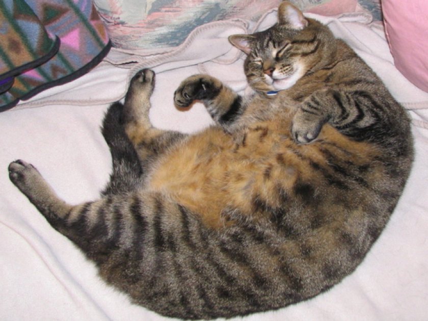 Кот на диете Кот на диете