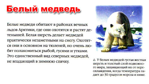 Рассказ про медведя 1 класс. Рассказ про белого медведя 1 класс. Рассказ о белом медведе. Рассказ о белом медведе для дошкольников. Белый медведь описание для детей.
