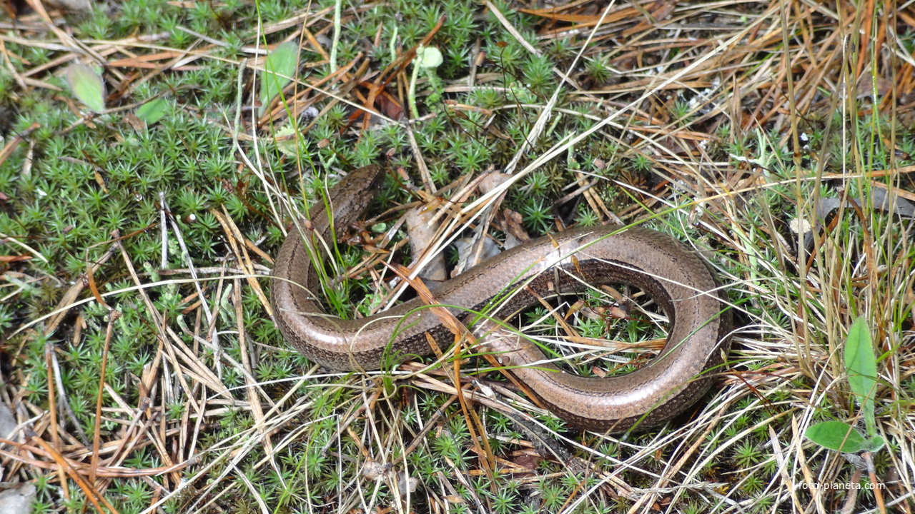 Ядовитые змеи костромской области фото и описание