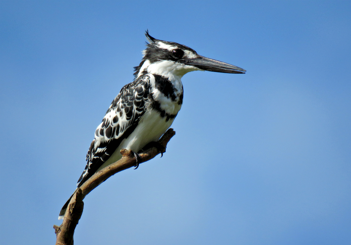 Водоплавающая птица с хохолком на голове и длинным клювом фото название
