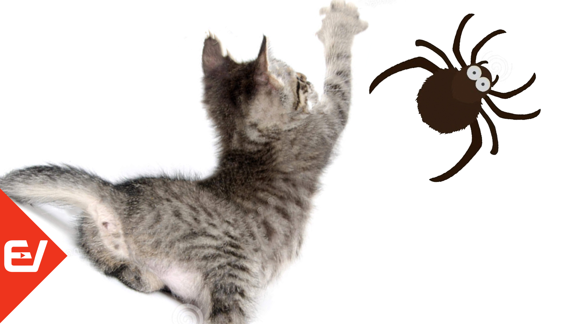 Видео где бегает мышка. Кошка паук. Мышь бегает по экрану для кошек. Мышка бегающая по экрану для кота. Бегающих мышек на экране для котов.